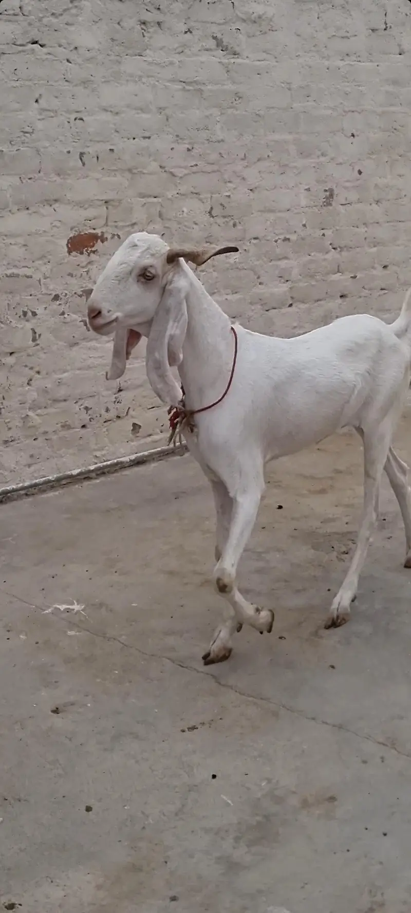 Gulabi bakra 2 dant khassi — photo 2
