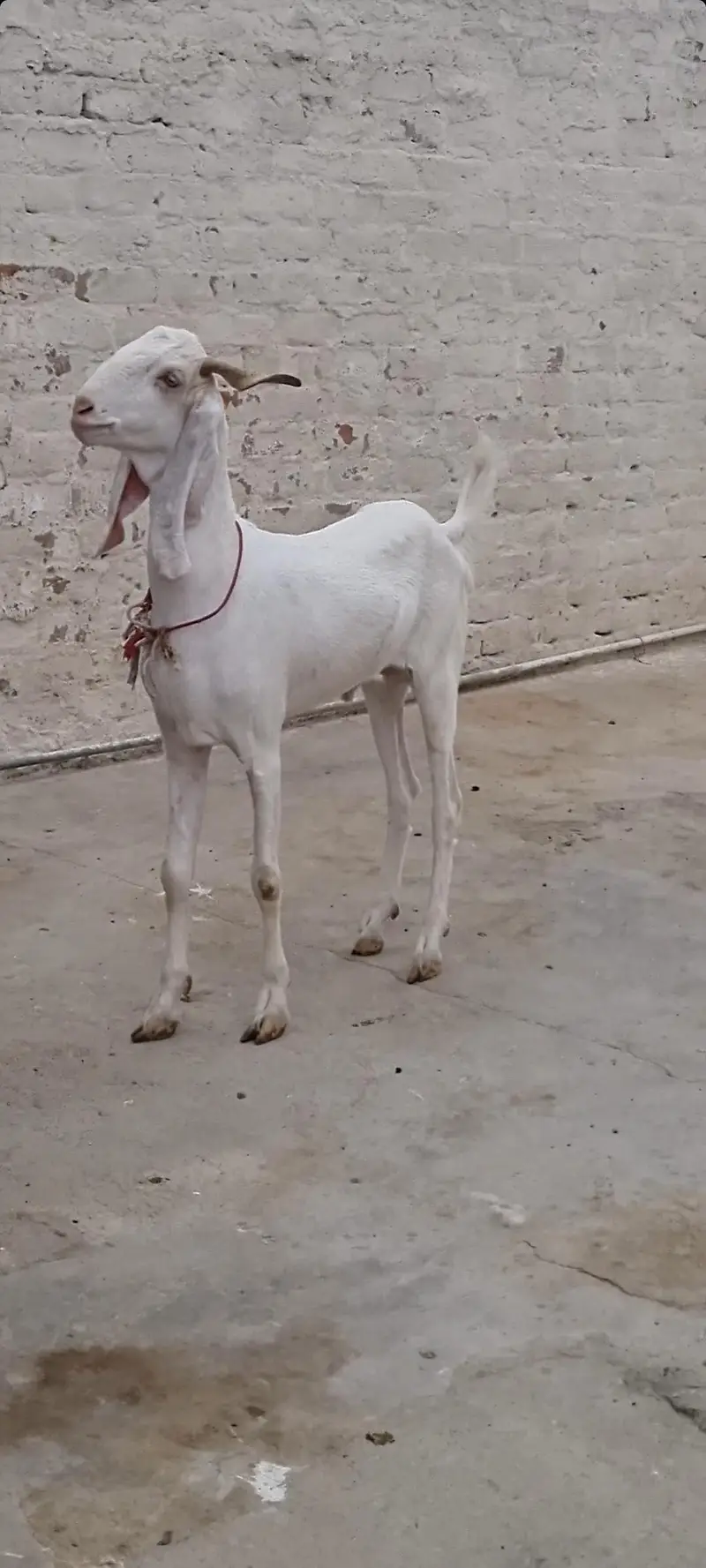Gulabi bakra 2 dant khassi — photo 3