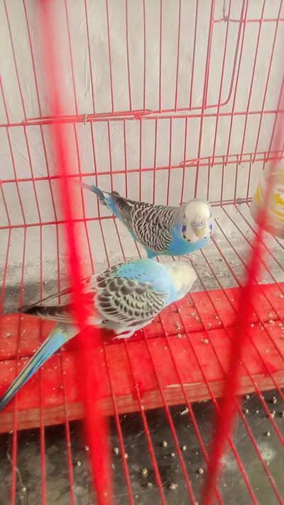 Cage+ parrot pair