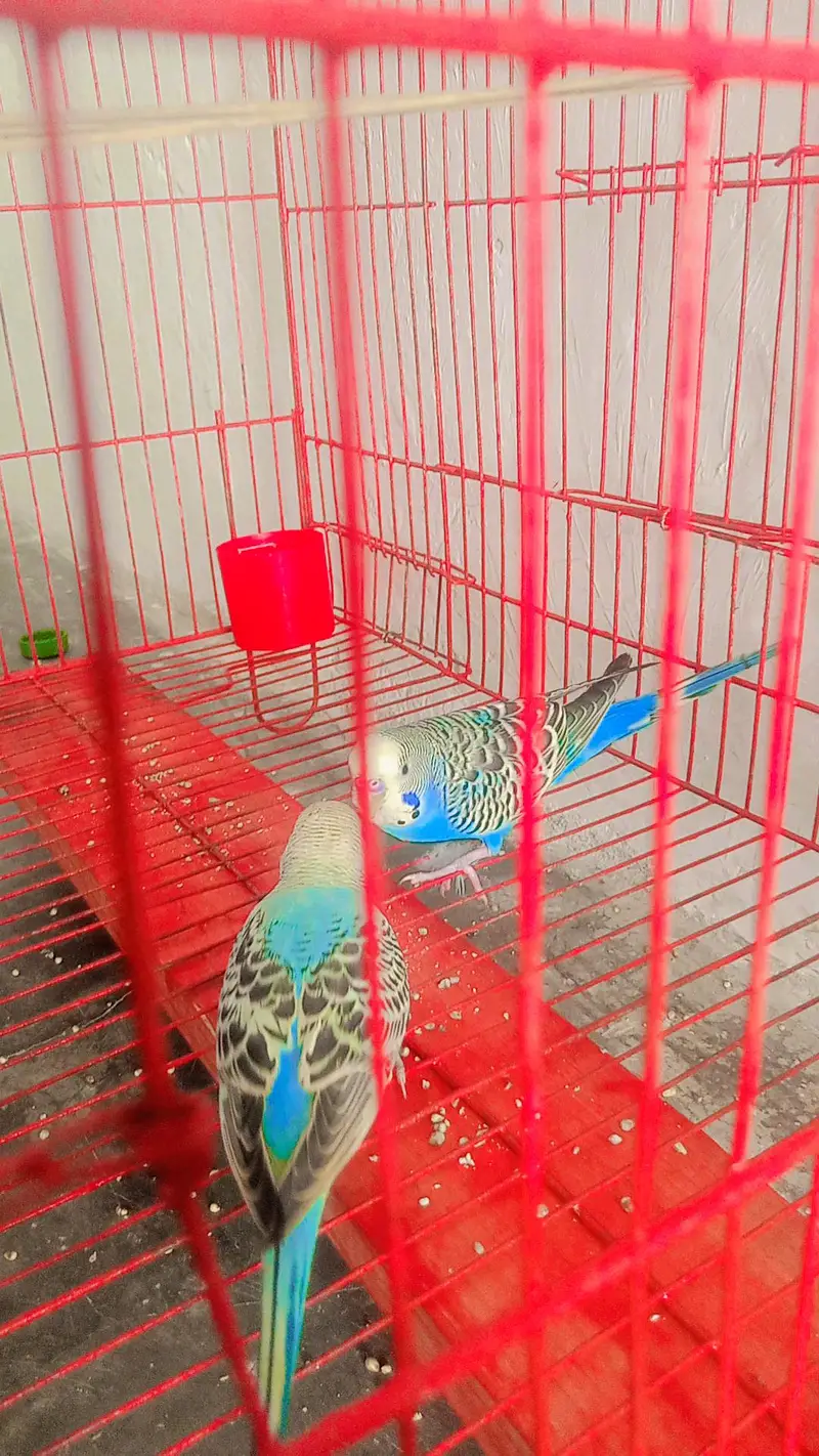Cage+ parrot pair — photo 2