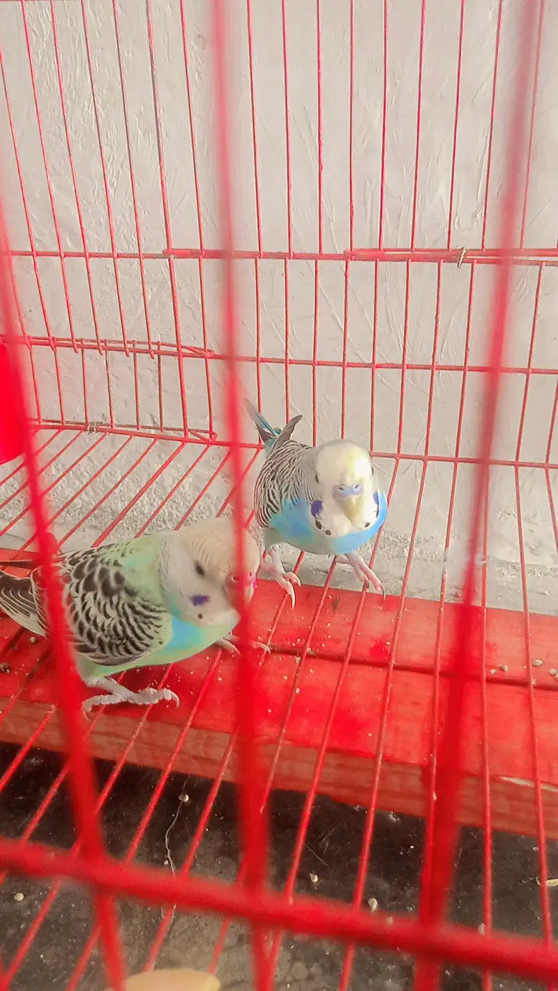 Cage+ parrot pair — photo 3