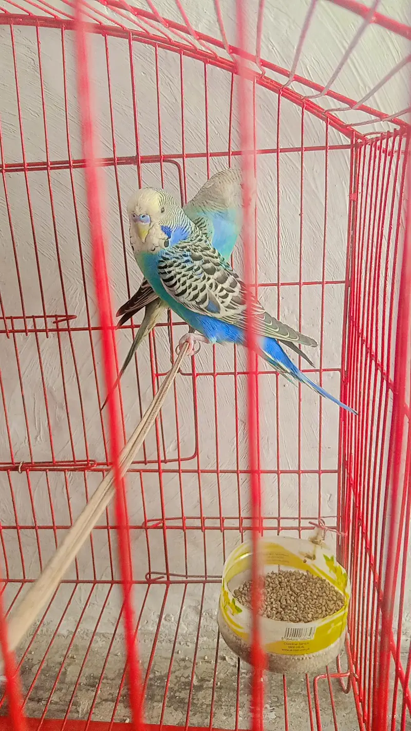 Cage+ parrot pair — photo 4
