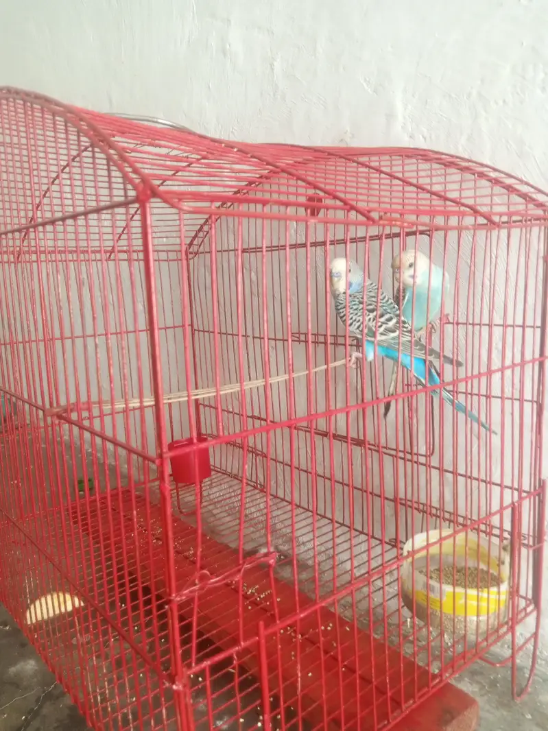 Cage+ parrot pair — photo 5