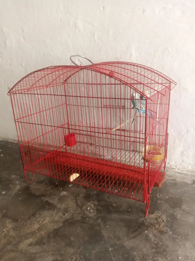 Cage+ parrot pair — photo 6