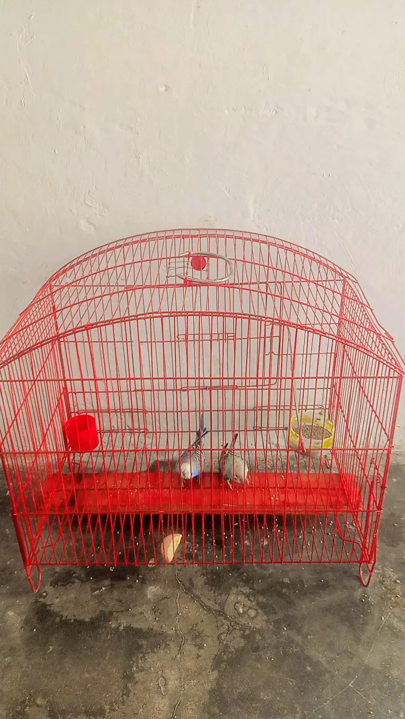 Cage+ parrot pair — photo 7