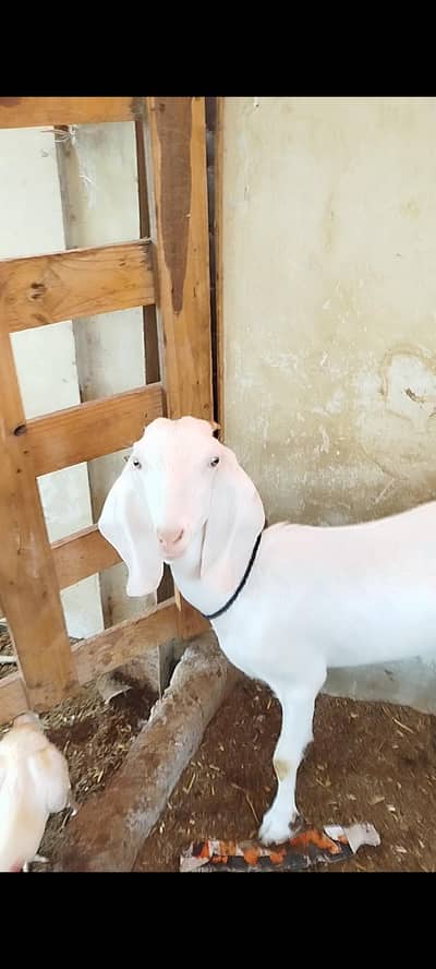 HYDERABADI TAPRI BAKRI