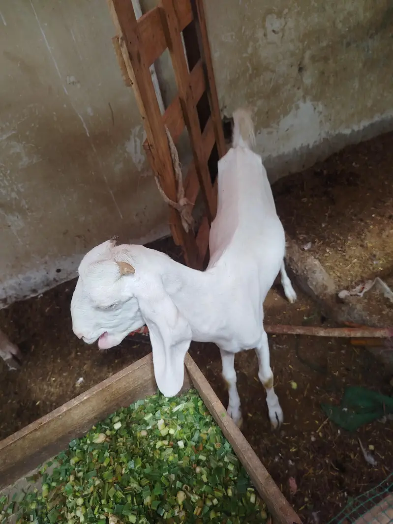 HYDERABADI TAPRI BAKRI — photo 2