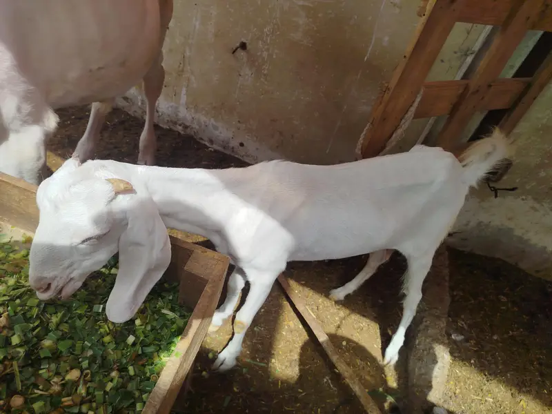 HYDERABADI TAPRI BAKRI — photo 3
