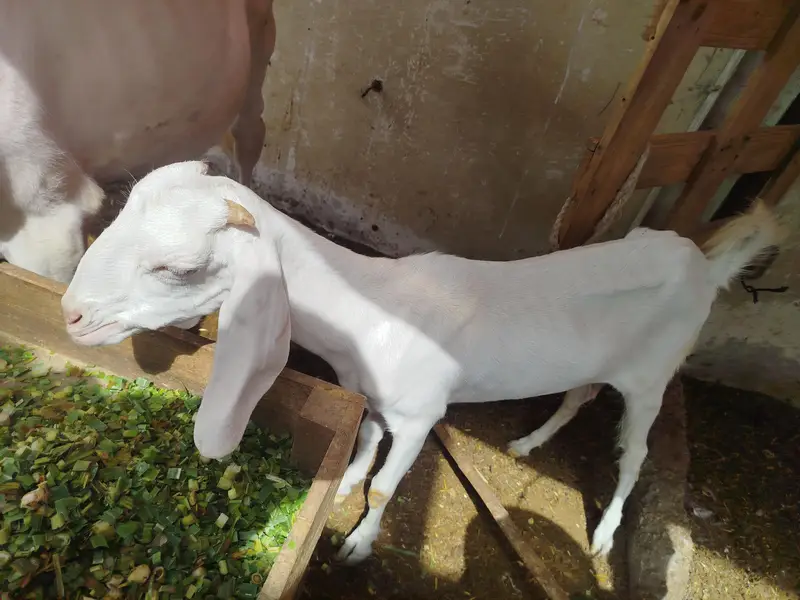 HYDERABADI TAPRI BAKRI — photo 4