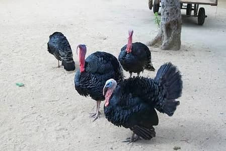 Turkey breeder pairs available 13000