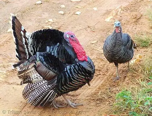 Turkey breeder pairs available 13000 — photo 2