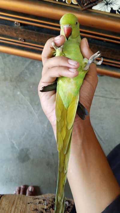 Ringneck Parrot