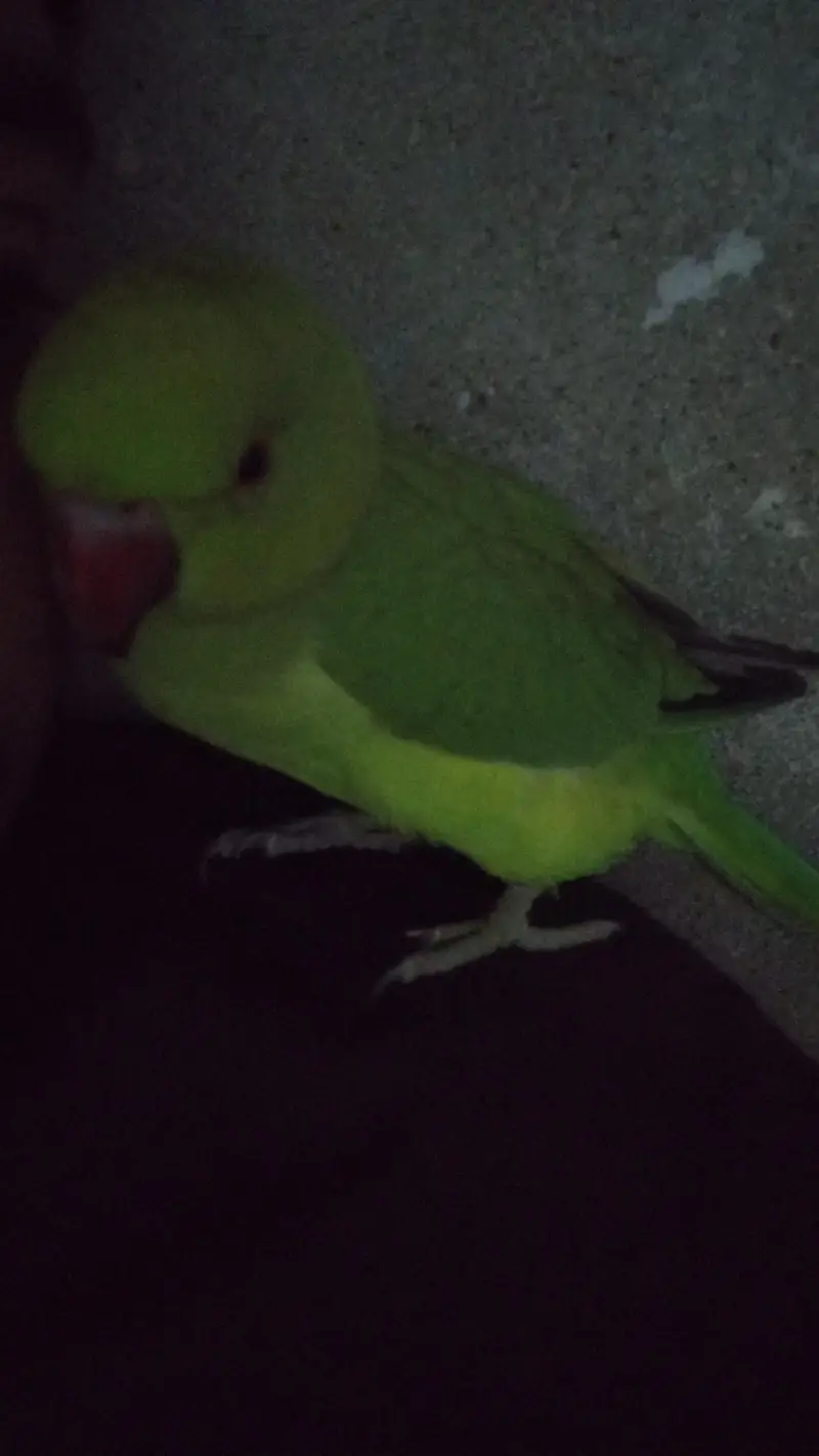 Ringneck Parrot — photo 2