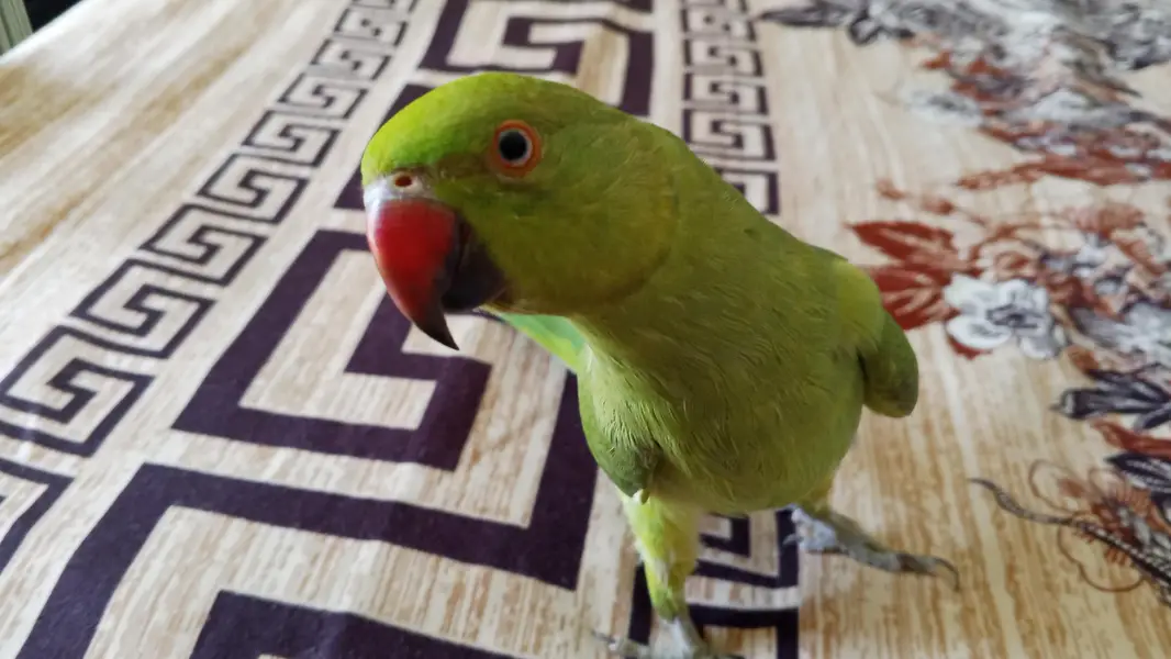 Ringneck Parrot — photo 3