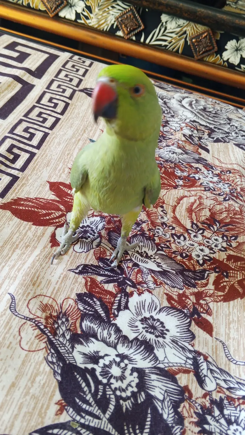 Ringneck Parrot — photo 4