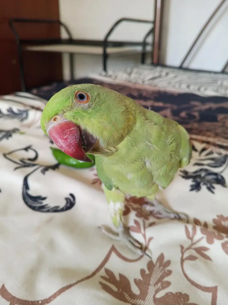 Ringneck Parrot — photo 5