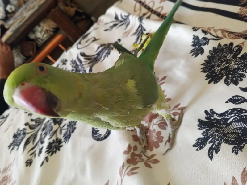 Ringneck Parrot — photo 7