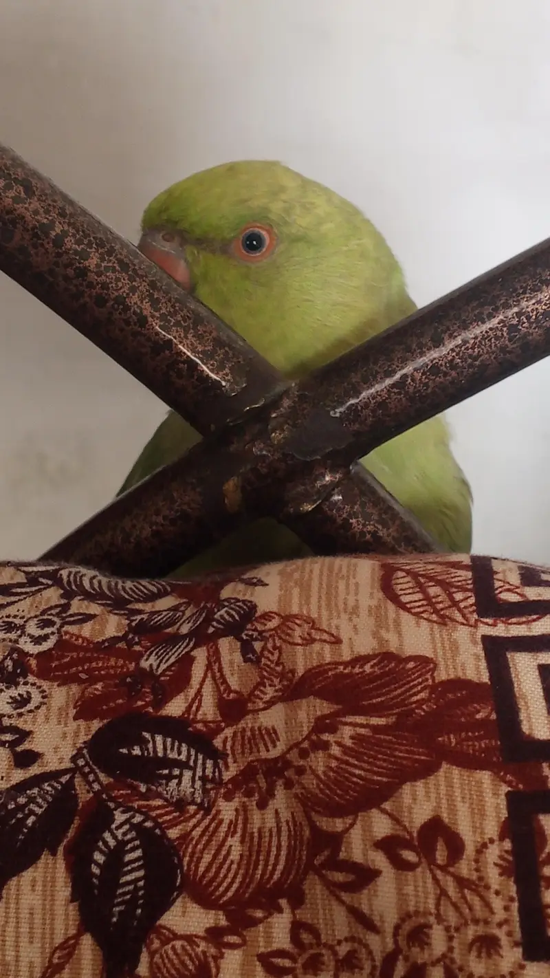 Ringneck Parrot — photo 8