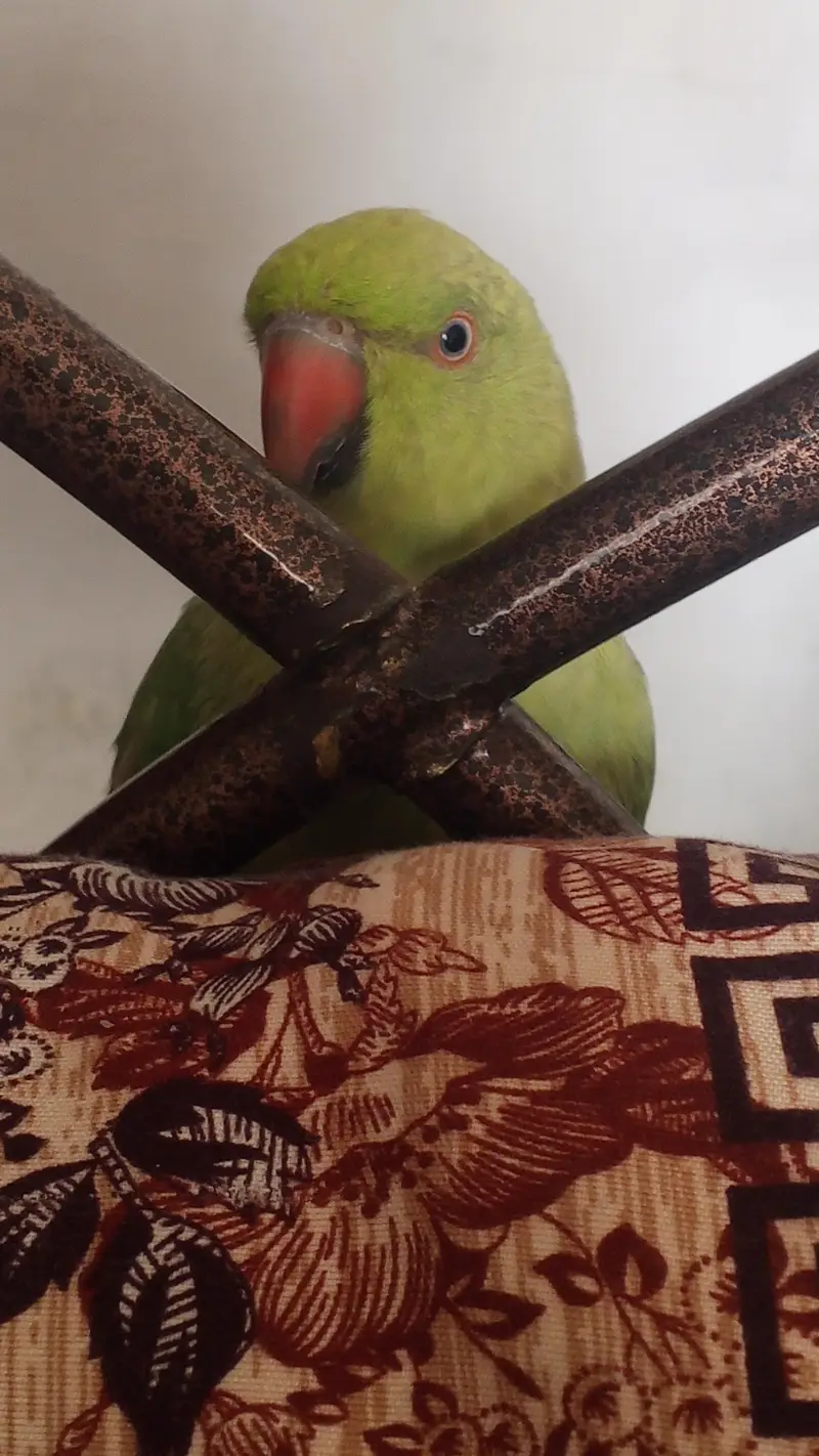 Ringneck Parrot — photo 9