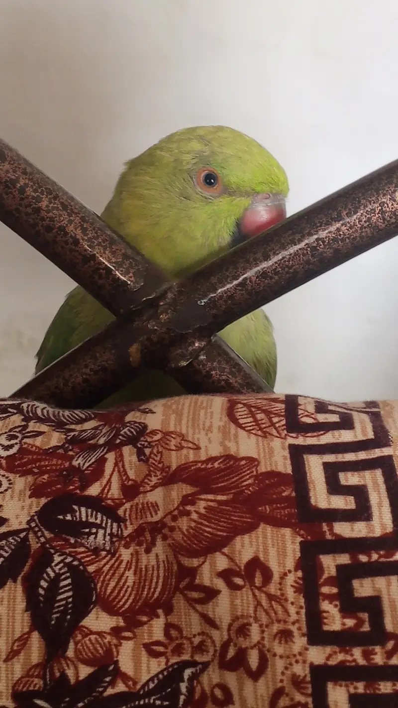 Ringneck Parrot — photo 10