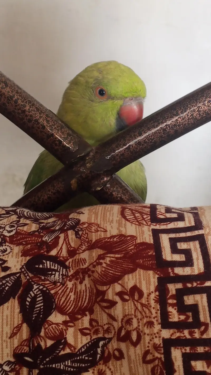 Ringneck Parrot — photo 11