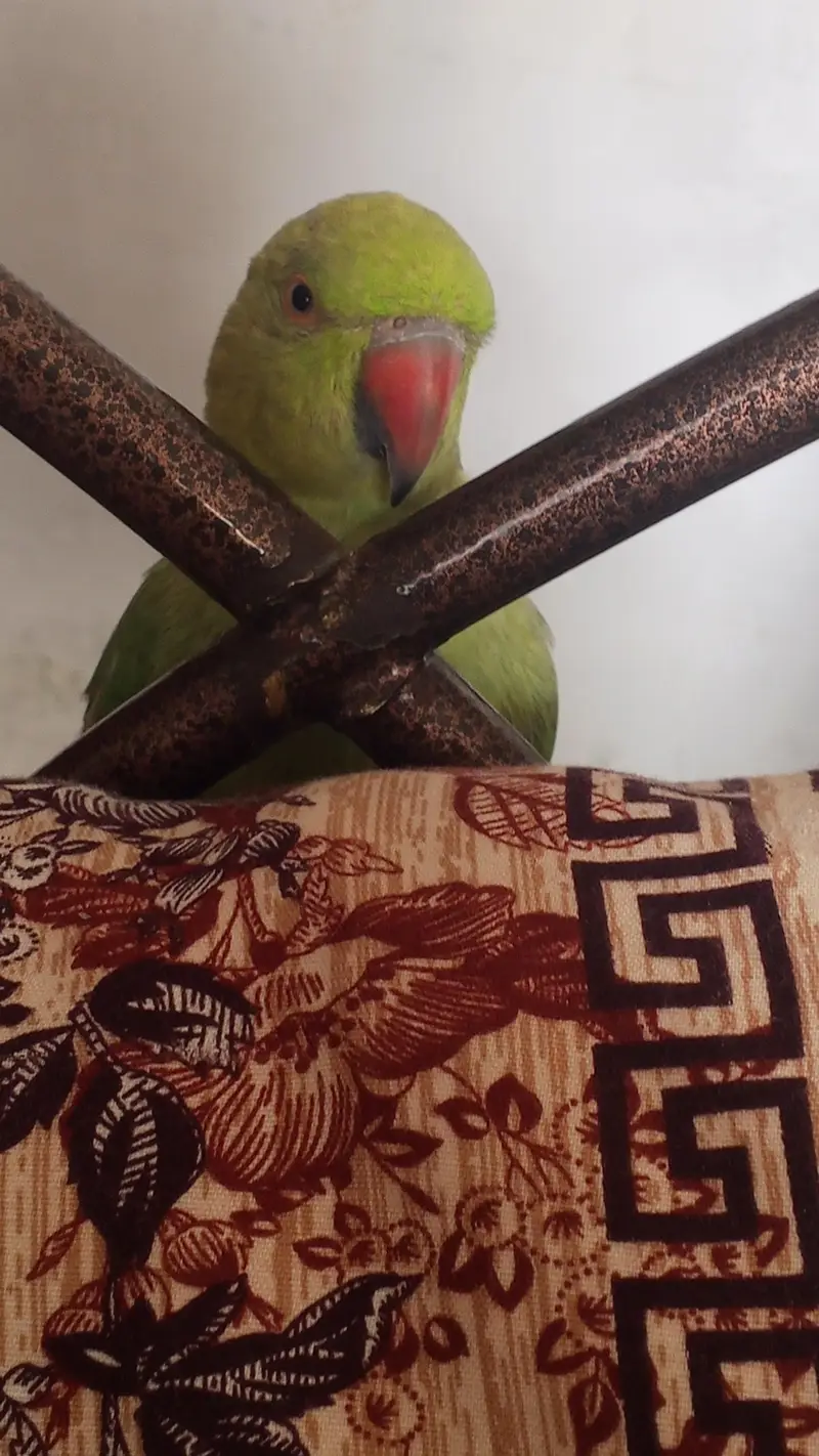 Ringneck Parrot — photo 12