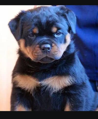 Rottweiler puppies 0330*5406*11*five