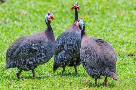 Guinea fowl breeder pairs black 3500 white 4500