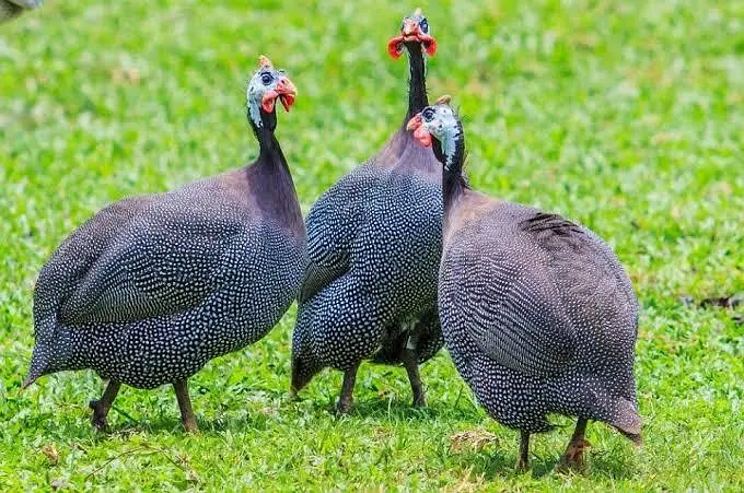Guinea fowl breeder pairs black 3500 white 4500