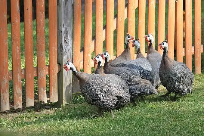 Guinea fowl breeder pairs black 3500 white 4500 — photo 2