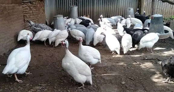 Guinea fowl breeder pairs black 3500 white 4500 — photo 3