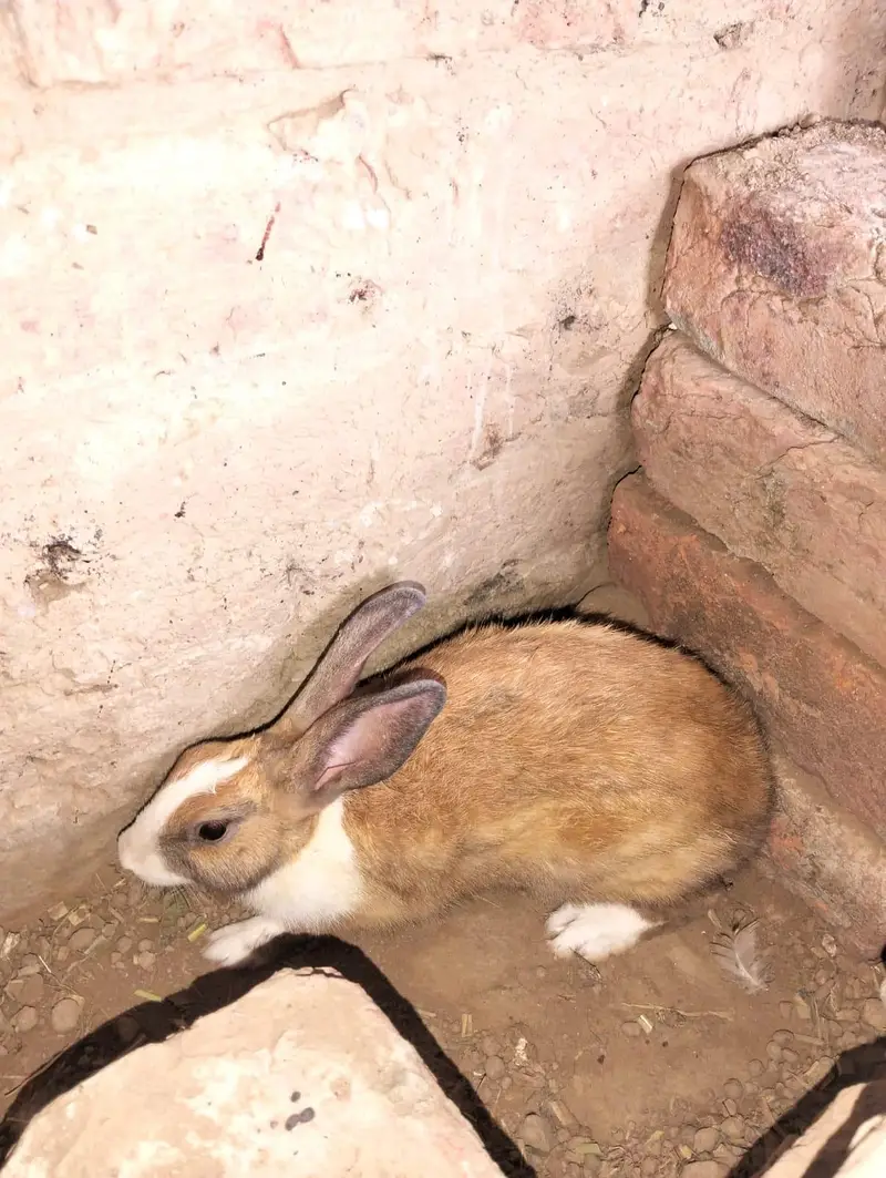 1 male 2 female