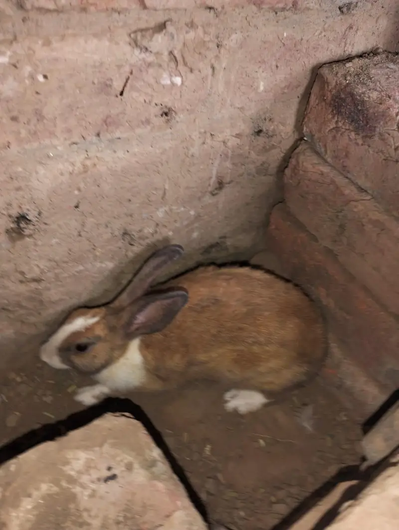 1 male 2 female — photo 2