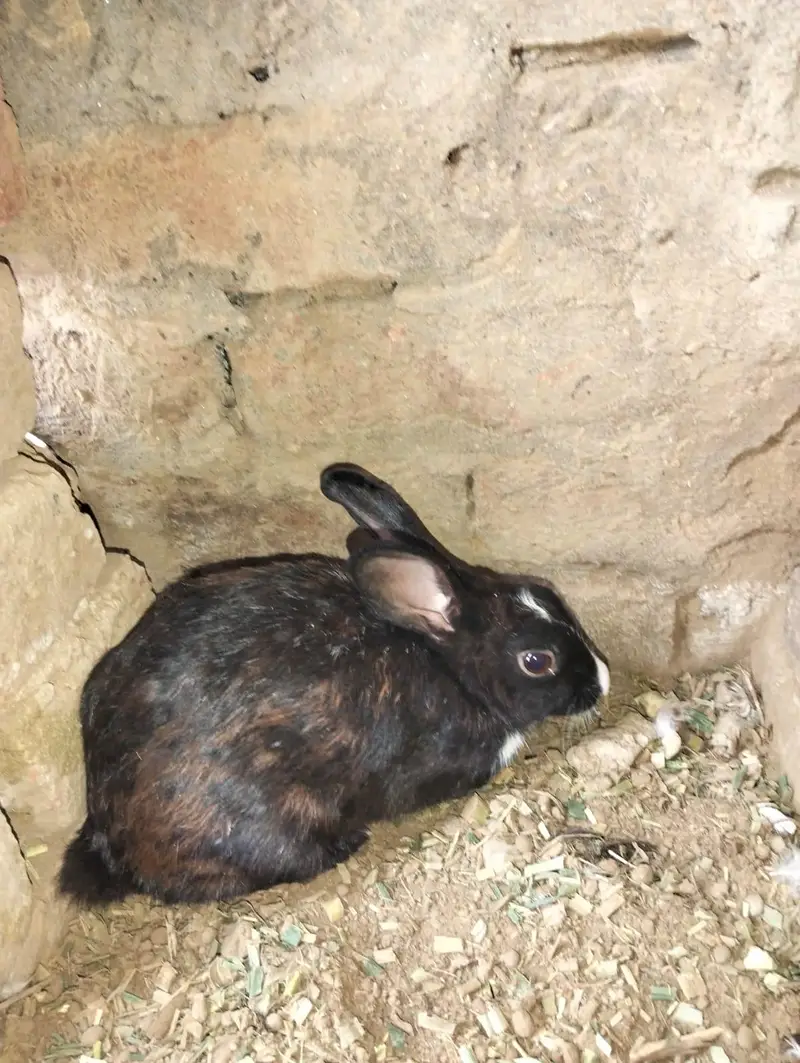 1 male 2 female — photo 3