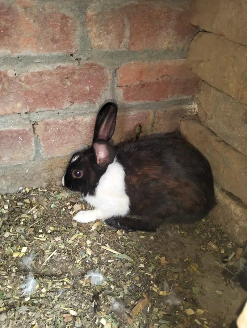 1 male 2 female — photo 4