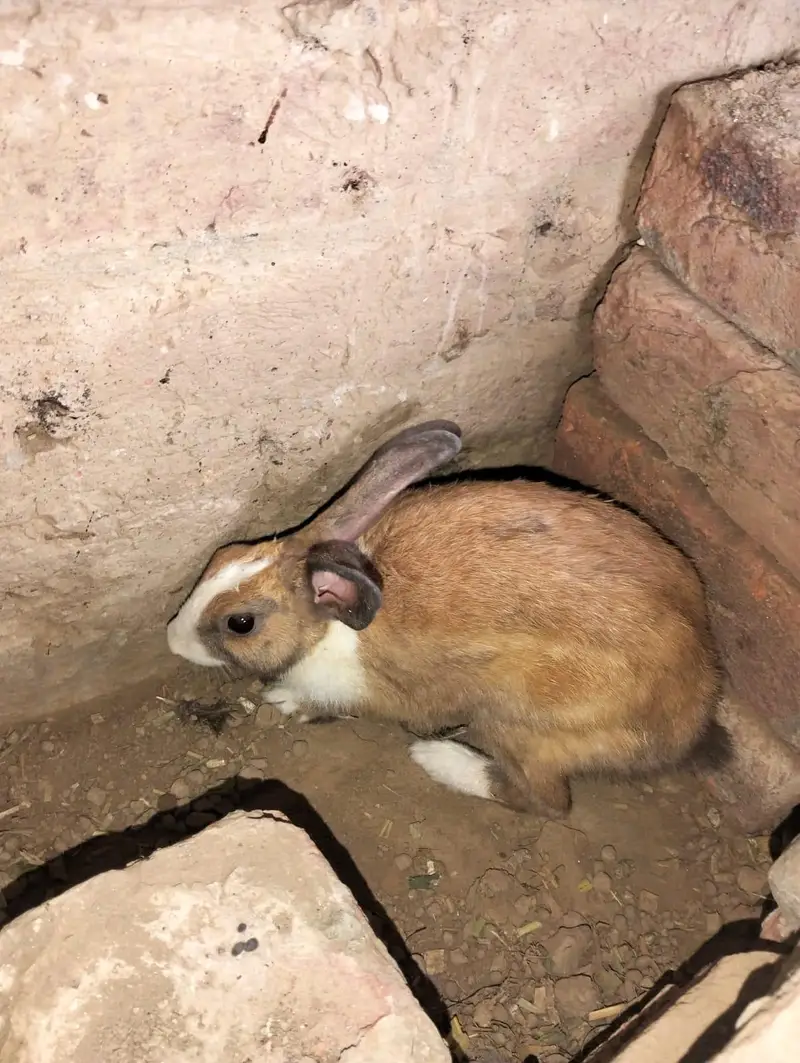 1 male 2 female — photo 5