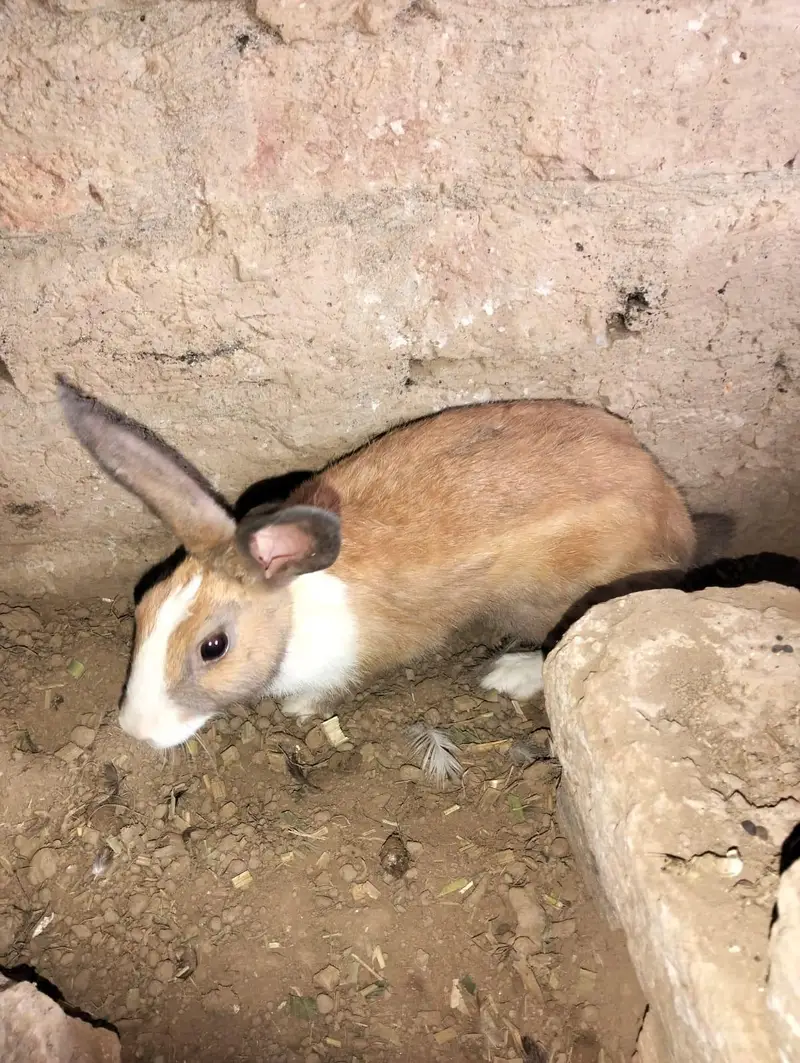 1 male 2 female — photo 6