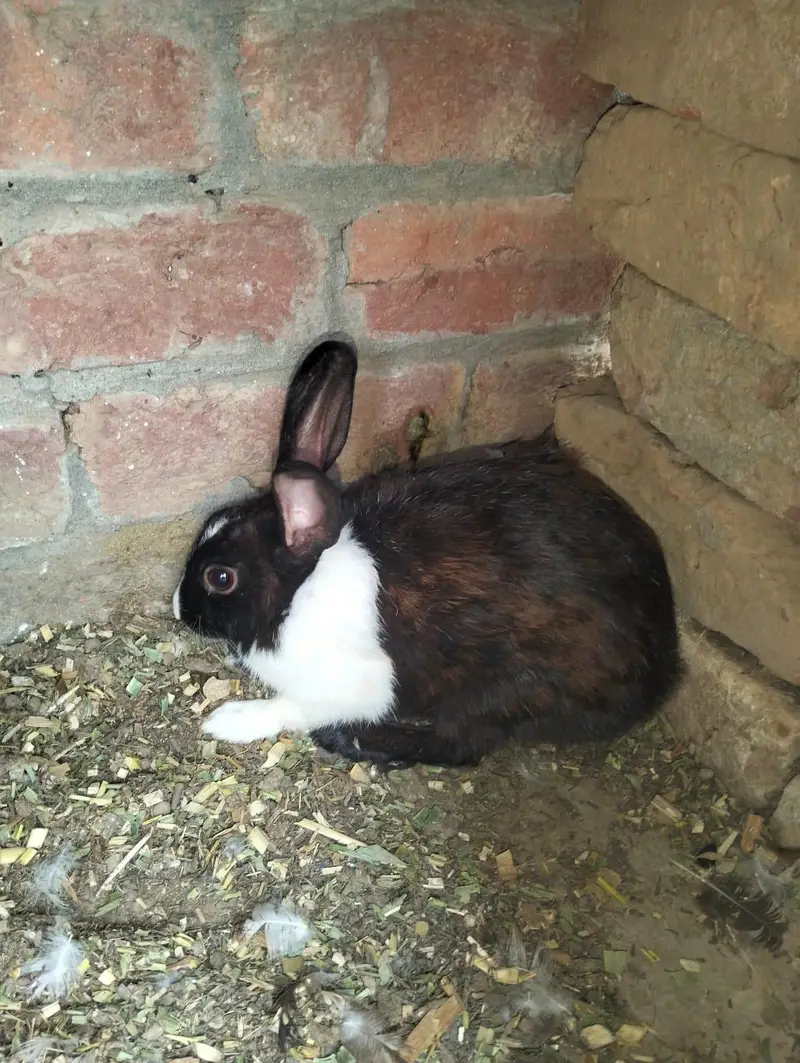 1 male 2 female — photo 7