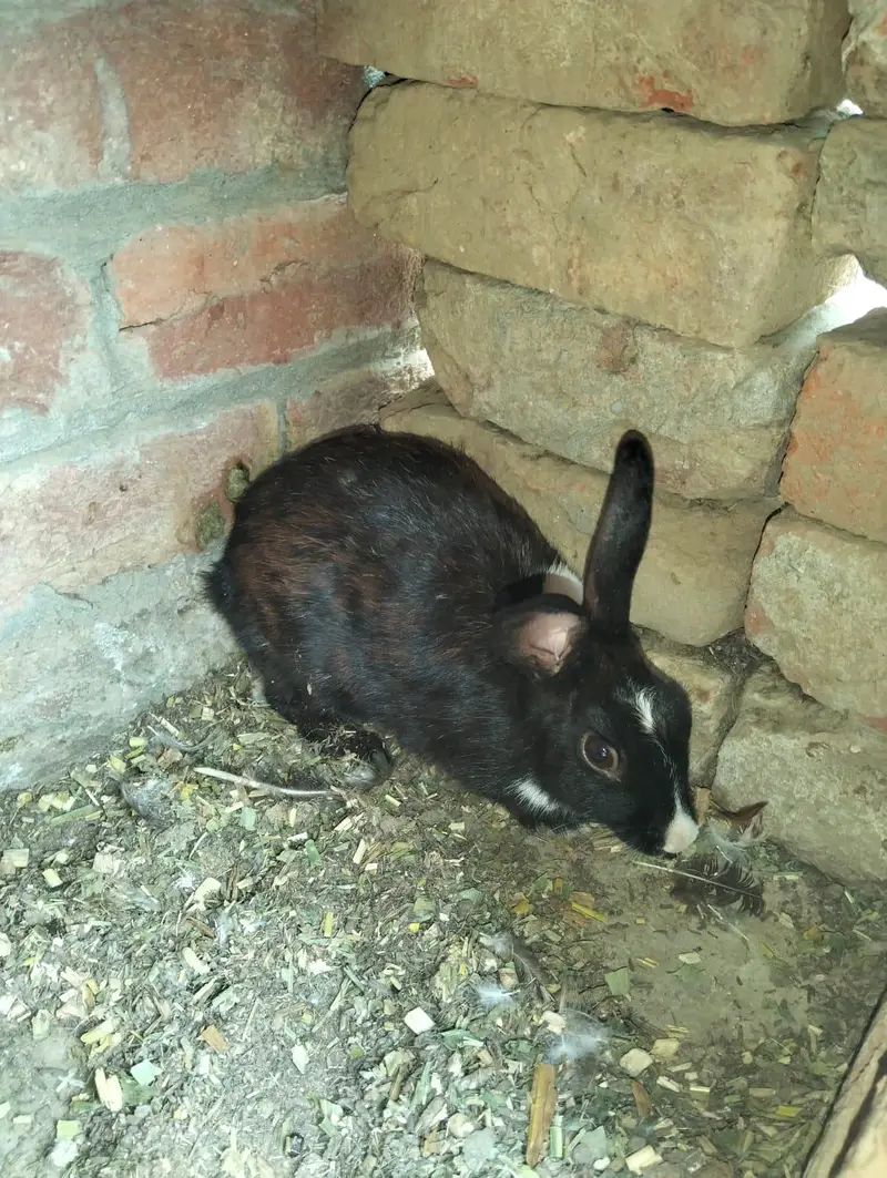 1 male 2 female — photo 8