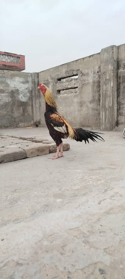 Aseel murga
