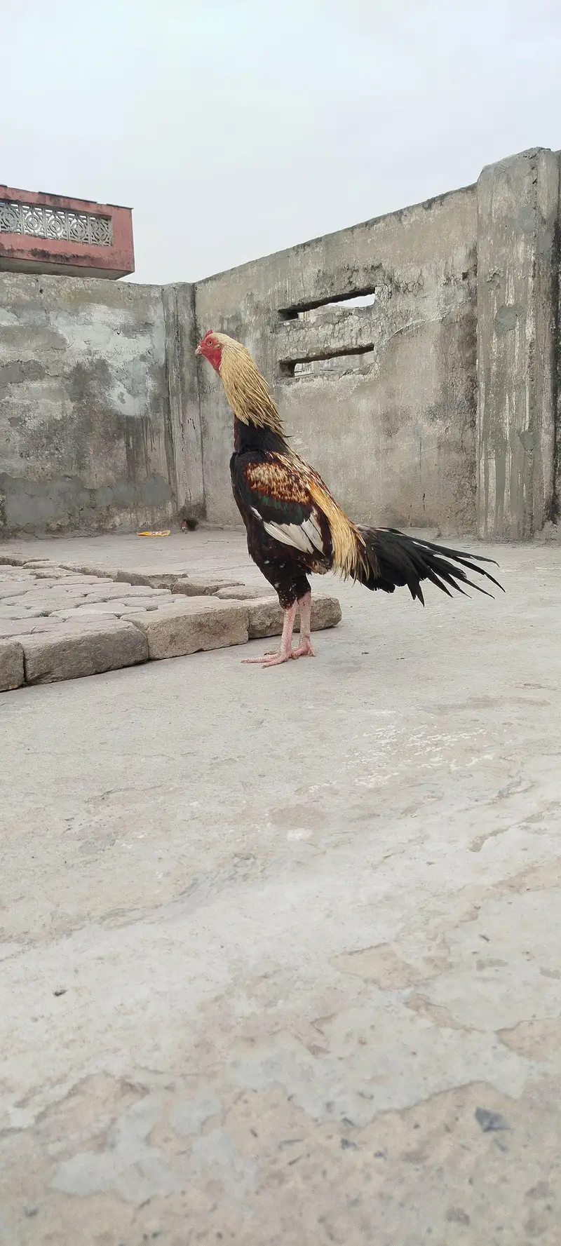Aseel murga — photo 3