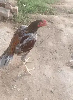 aseel young phatyo340:o34o. 6948o74 is nmb py rabta kry — photo 5
