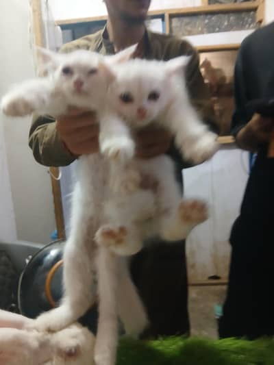 Persian kittens 2 months 7000 each