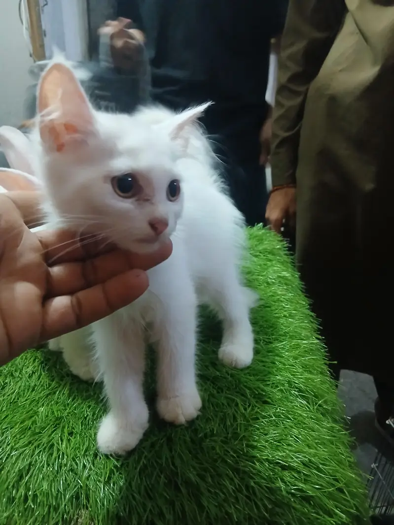 Persian kittens 2 months 7000 each — photo 2