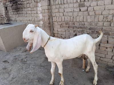 Desi Bakra for sale/ 03242704015