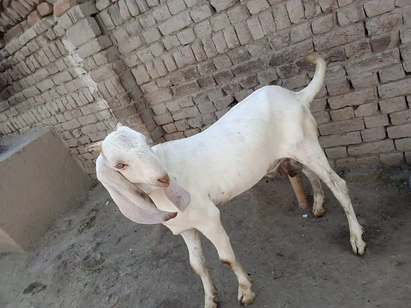 Desi Bakra for sale/ 03242704015 — photo 2