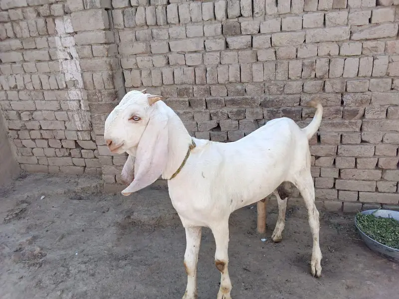 Desi Bakra for sale/ 03242704015 — photo 3