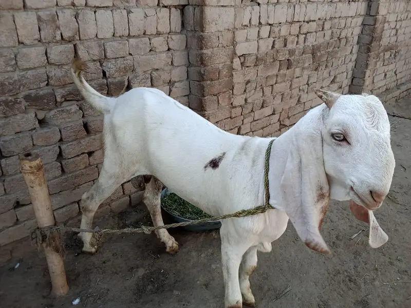 Desi Bakra for sale/ 03242704015 — photo 4
