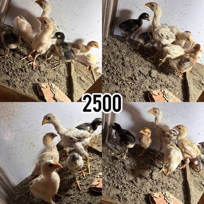 Thai burmi pakistani Imported chicks availble han