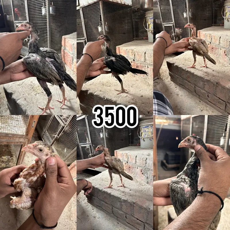 Thai burmi pakistani Imported chicks availble han — photo 2